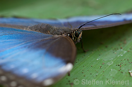 050 Himmelsfalter - Morpho peleides